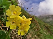 Rif. Capanna 2000 ad anello con fiori e nebbia-6giu23 - FOTOGALLERY